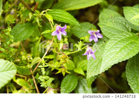 Purple wildflowers blooming in the forests of the Nepalese Himalayas Purple wildflowers blooming in the forests of the Nepalese Himalayas 141248718