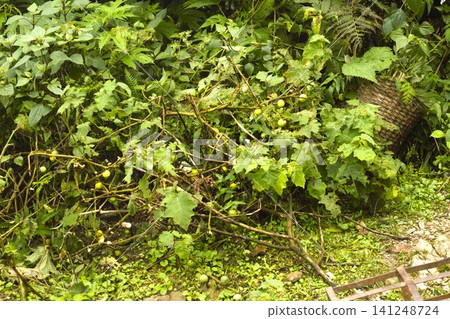 Tropical soda apples growing along the Annapurna trekking route in Nepal. Tropical soda apples growing along the Annapurna trekking route in Nepal. 141248724