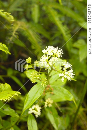 Small white flowers blooming in the forests of the Nepalese Himalayas Small white flowers blooming in the forests of the Nepalese Himalayas 141248726