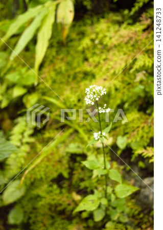 Small white flowers blooming in the Himalayas, Annapurna, Nepal Small white flowers blooming in the Himalayas, Annapurna, Nepal 141248733