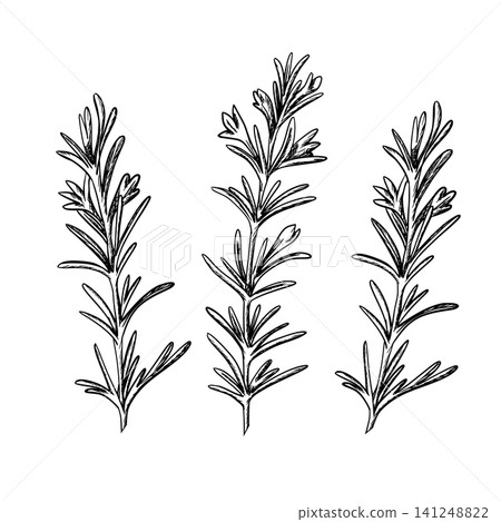 Rosemary branches set. Graphic vector illustration. Hand drawn ink line art of aromatic culinary herb. Suitable for culinary, herbal, organic, and natural branding concepts. Rosemary branches set. Graphic vector illustration. Hand drawn ink line art of aromatic culinary herb. Suitable for culinary, herbal, organic, and natural branding concepts. 141248822