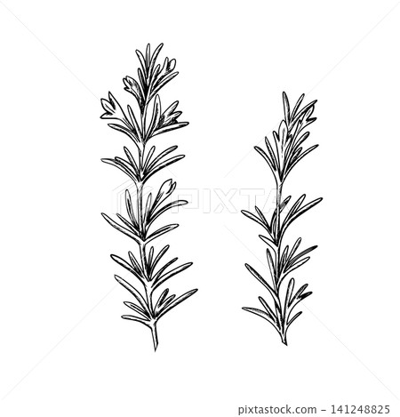 Set of Rosemary branches with leaves. Graphic vector illustration. Hand drawn ink line art of aromatic culinary herb. Suitable for culinary, herbal, organic, and natural branding concepts. Set of Rosemary branches with leaves. Graphic vector illustration. Hand drawn ink line art of aromatic culinary herb. Suitable for culinary, herbal, organic, and natural branding concepts. 141248825