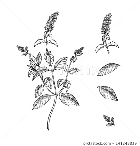 Graphic Mint set. Whole Plant with Inflorescence, Leaves and Bud, Botanical Line Art Isolated on White Graphic Mint set. Whole Plant with Inflorescence, Leaves and Bud, Botanical Line Art Isolated on White 141248839