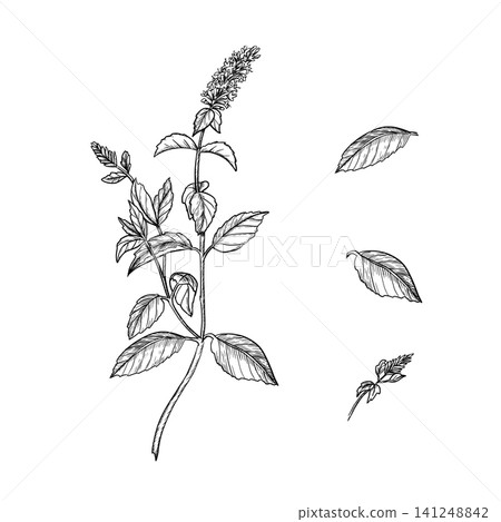 Hand Drawn Mint set. Whole Plant with Inflorescence, Leaves and Bud, Botanical Line Art Isolated on White Hand Drawn Mint set. Whole Plant with Inflorescence, Leaves and Bud, Botanical Line Art Isolated on White 141248842