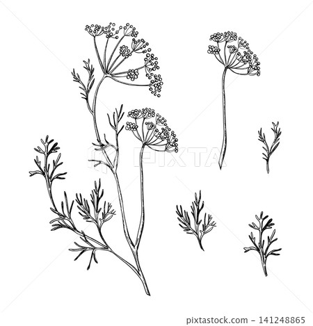 Dill set. Whole plant, Umbel with detailed seed head and leaves. Black and white sketch. Botanical hand drawn illustration. Perfect for herbal packaging, organic food branding, spice labels, kitchen Dill set. Whole plant, Umbel with detailed seed head and leaves. Black and white sketch. Botanical hand drawn illustration. Perfect for herbal packaging, organic food branding, spice labels, kitchen 141248865