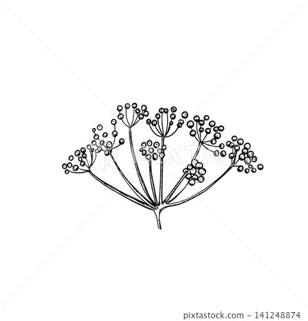 Dill flower umbel with detailed seed heads drawn in minimalist black ink sketch style. Botanical hand drawn illustration. Perfect for herbal packaging, organic food branding, spice labels, kitchen Dill flower umbel with detailed seed heads drawn in minimalist black ink sketch style. Botanical hand drawn illustration. Perfect for herbal packaging, organic food branding, spice labels, kitchen 141248874