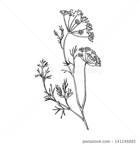 Dill whole plant branch with flower umbel, detailed seed heads and leaves. Black ink sketch. Botanical hand drawn illustration. Perfect for herbal packaging, organic food branding, spice labels Dill whole plant branch with flower umbel, detailed seed heads and leaves. Black ink sketch. Botanical hand drawn illustration. Perfect for herbal packaging, organic food branding, spice labels 141248885