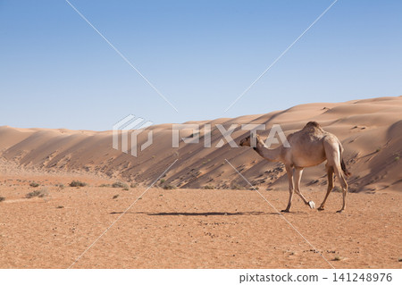 Dromedary camel in Wahiba Sands desert, Oman Dromedary camel in Wahiba Sands desert, Oman 141248976