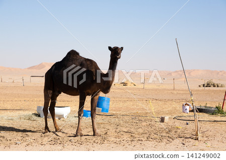 Dromedary camel in traditional village of Al Hashman, Dhofar, Oman 141249002
