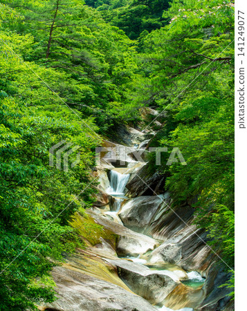 A stream surrounded by fresh greenery and a clear waterfall. A stream surrounded by fresh greenery and a clear waterfall. 141249077