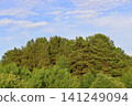 Picturesque forest landscape 141249094