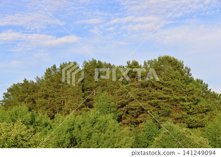 Picturesque forest landscape Picturesque forest landscape 141249094