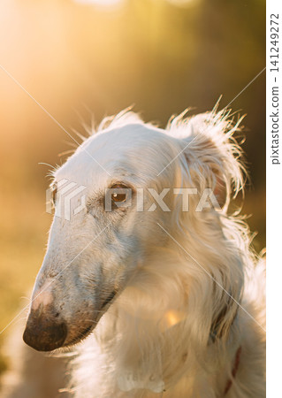 Close-up portrait of a white Russian Borzoi dog. Close-up portrait of a white Russian Borzoi dog. 141249272