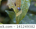 Nezara viridula stink bug nymph on a wet laurel leaf in Georgia 141249382