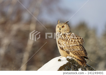 Big Eastern Siberian Eagle Owl, Bubo bubo sibiricus, perching on hillock with snow in the forest, winter scene Big Eastern Siberian Eagle Owl, Bubo bubo sibiricus, perching on hillock with snow in the forest, winter scene 141249491