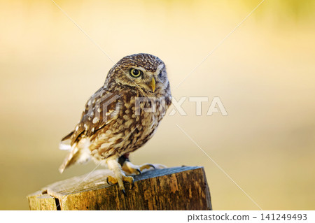 Little Owl, Athene noctua, bird in the nature habitat, clear background. Bird with yellow eyes, Wildlife scene from nature. Little ows on log Little Owl, Athene noctua, bird in the nature habitat, clear background. Bird with yellow eyes, Wildlife scene from nature. Little ows on log 141249493