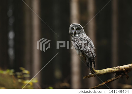 Scene from the forest with owl. Pervching Great Grey Owl, Strix nebulosa. Dark forest in background 141249494