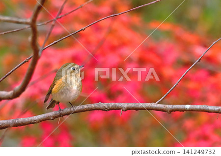 A young male Siberian Blue Robin and autumn foliage. A young male Siberian Blue Robin and autumn foliage. 141249732