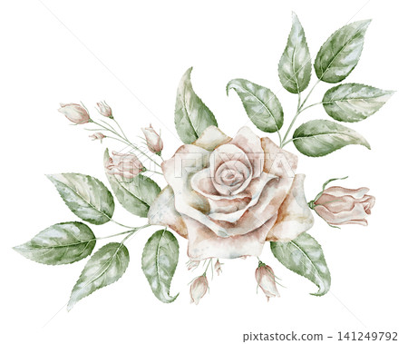 Rose watercolor illustration. Floral art with pale pink Flower, buds and leaves on isolated background for wedding invitations or greeting cards. Botanical vintage drawing for nostalgic design. Rose watercolor illustration. Floral art with pale pink Flower, buds and leaves on isolated background for wedding invitations or greeting cards. Botanical vintage drawing for nostalgic design. 141249792