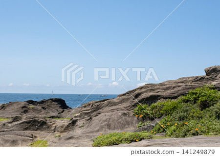 A coastal landscape in Jogashima, Miura City, Kanagawa Prefecture, where trumpet lilies bloom. 141249879