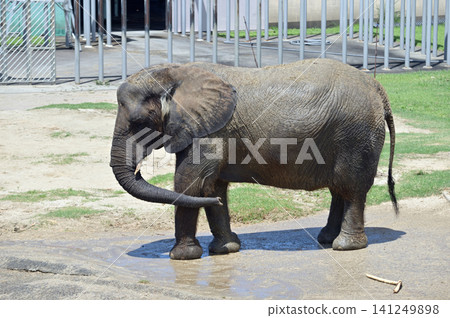 African elephant basking in the water 141249898
