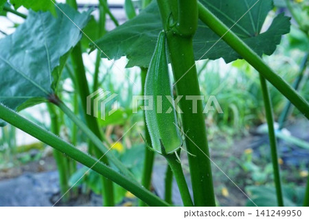 Field okra Field okra 141249950