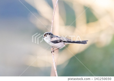 [Long-tailed Tit] A long-tailed tit perched on a tree branch in the park. 141250030