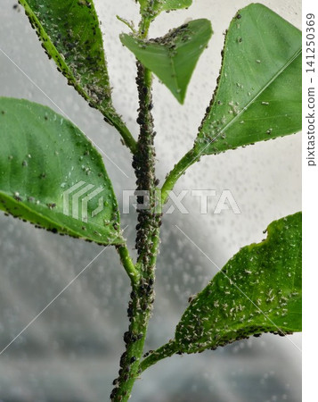 Massive Citrus Aphid Colony Covering Young Lemon Tree Stem Massive Citrus Aphid Colony Covering Young Lemon Tree Stem 141250369