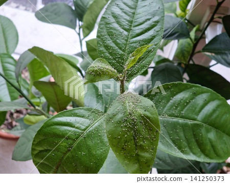 Severe Citrus Aphid Infestation on Young Lemon Tree Shoot Severe Citrus Aphid Infestation on Young Lemon Tree Shoot 141250373