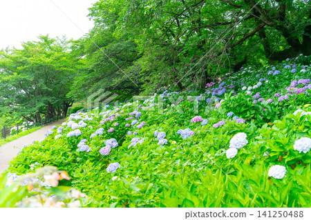 Saitama Prefecture: Gongendo Park - Hydrangeas Saitama Prefecture: Gongendo Park - Hydrangeas 141250488