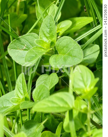 Macro Detail of Soft Hairy Leaves on Common Oregano Plant Macro Detail of Soft Hairy Leaves on Common Oregano Plant 141250630