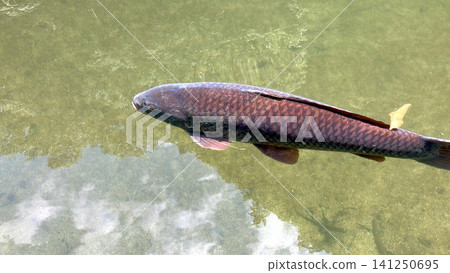鯉魚在蓋比溪峽谷游弋 141250695
