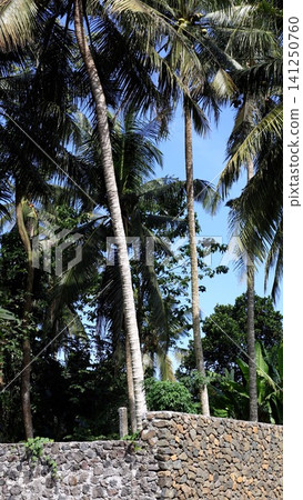 Tall coconut palms rising above tropical stone wall under clear blue sky with dense green foliage Tall coconut palms rising above tropical stone wall under clear blue sky with dense green foliage 141250760