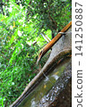 [Tokyo] Beautiful scenery of Todoroki Valley Park in early summer with fresh greenery. 141250887