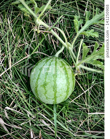 Small watermelons that have set fruit Small watermelons that have set fruit 141250908