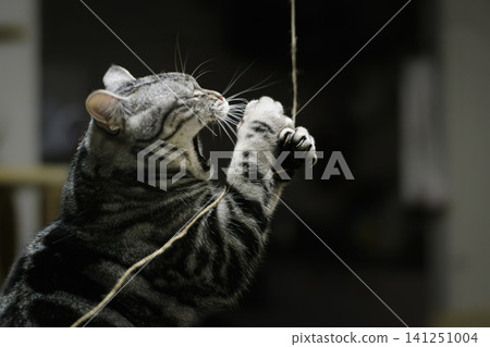 A cat's profile as it plays with a string, its mouth wide open in excitement. A cat's profile as it plays with a string, its mouth wide open in excitement. 141251004