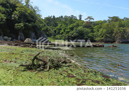 廢棄港口(原鮫浦漁港)的斜坡上遺留著生鏽的錨和海藻。 廢棄港口(原鮫浦漁港)的斜坡上遺留著生鏽的錨和海藻。 141251036
