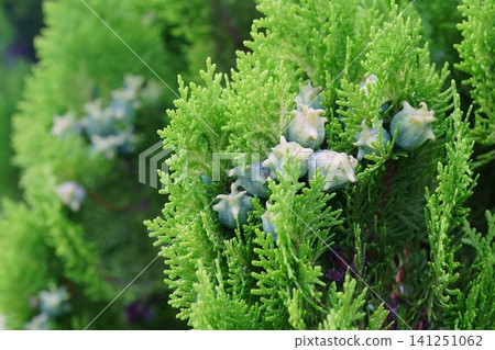 Immature fruit of Thuja orientalis 141251062