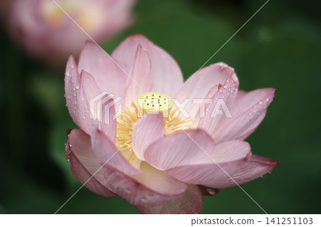 一朵美麗的粉紅色蓮花特寫，上面掛著雨滴。 141251103