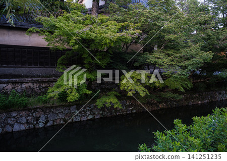 The vibrant colors of fresh greenery illuminated by the river in the Kurashiki Bikan Historical Quarter, Okayama Prefecture. The vibrant colors of fresh greenery illuminated by the river in the Kurashiki Bikan Historical Quarter, Okayama Prefecture. 141251235