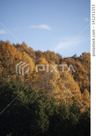Autumn sky and autumn leaves Autumn sky and autumn leaves 141251353