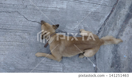 Tan dog, concrete, street, sleeping dog resting on gray pavement outdoor 141251463