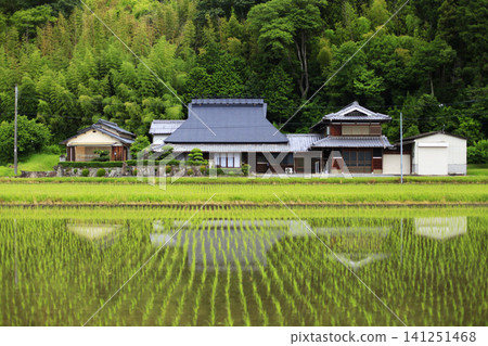 Thatched roofs reflected in rice paddies Thatched roofs reflected in rice paddies 141251468
