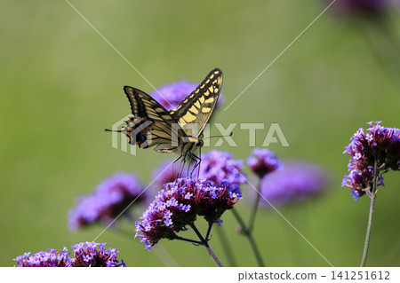 Swallowtail butterfly sucking nectar Swallowtail butterfly sucking nectar 141251612