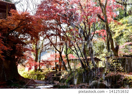 Autumn foliage at Momiji-en Garden from Tsukimachi Falls (Urami Falls) in Daigo Town, Ibaraki Prefecture. 141251632