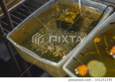 Medaka being raised outdoors in a plastic container Medaka being raised outdoors in a plastic container 141251745