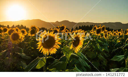 Sunflower field at dusk (Tsunan Sunflower Square) Sunflower field at dusk (Tsunan Sunflower Square) 141251772