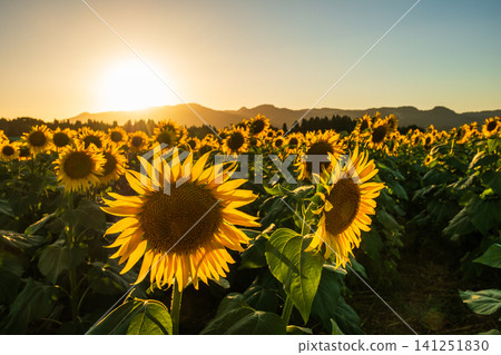 Sunflower field at dusk (Tsunan Sunflower Square) Sunflower field at dusk (Tsunan Sunflower Square) 141251830