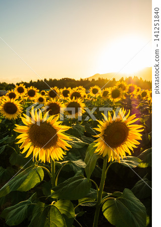 Sunflower field at dusk (Tsunan Sunflower Square) Sunflower field at dusk (Tsunan Sunflower Square) 141251840