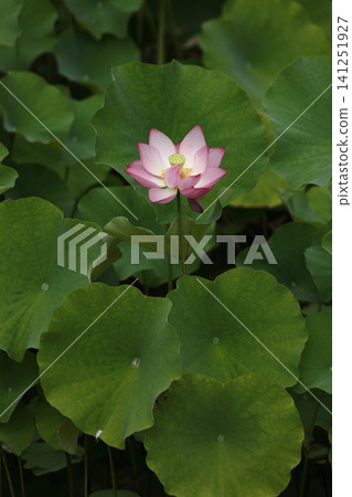 Lotus 8 Lotus 8 141251927